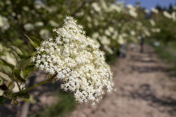 Bezové sady Kitl jsou vedeny v BIO režimu