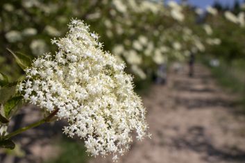 Kitl´s orchards are run in organic mode